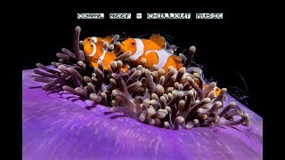 diving Raja Ampat  Chillout music