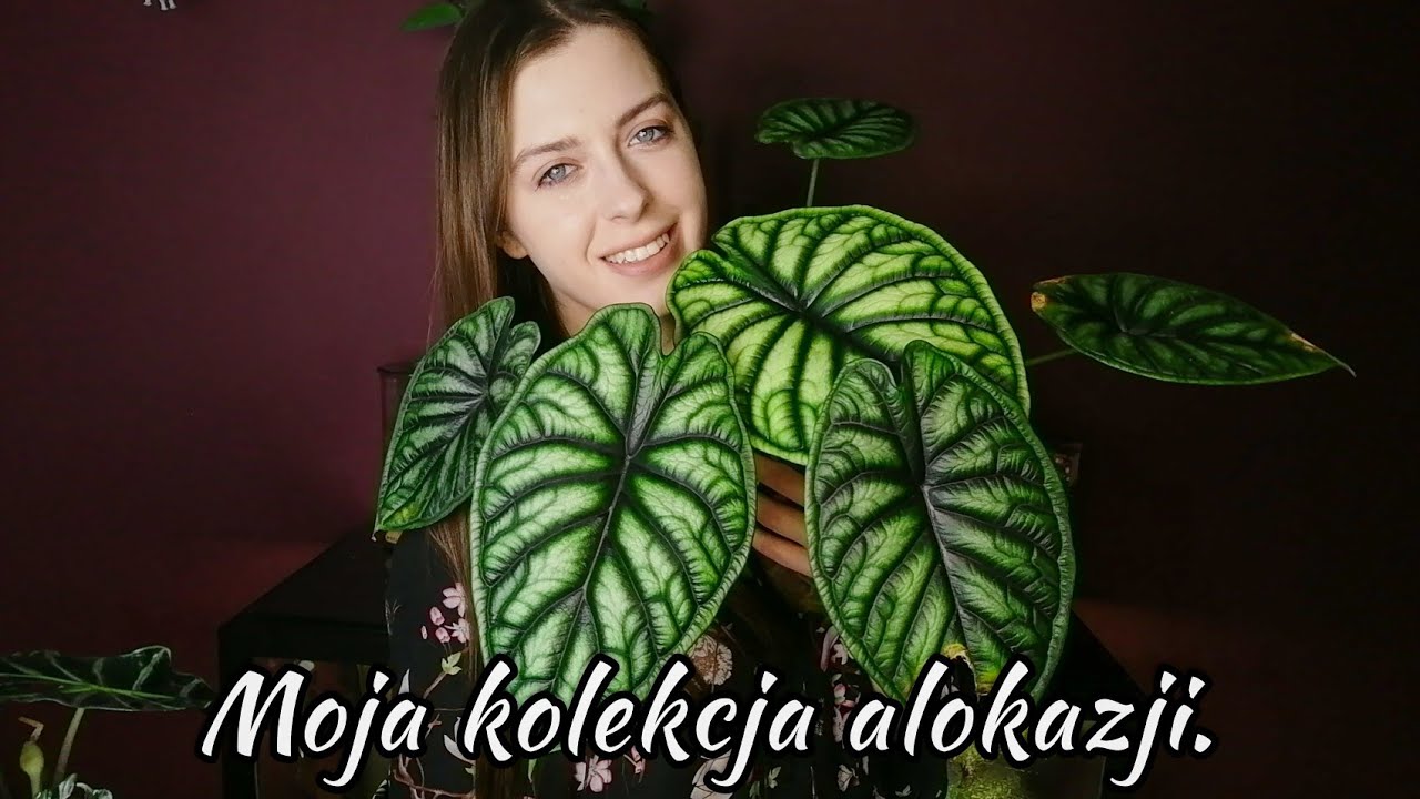 Alokazje w hydroponice rosną jak szalone 🌱 | Wishlist na 2022 ❤️