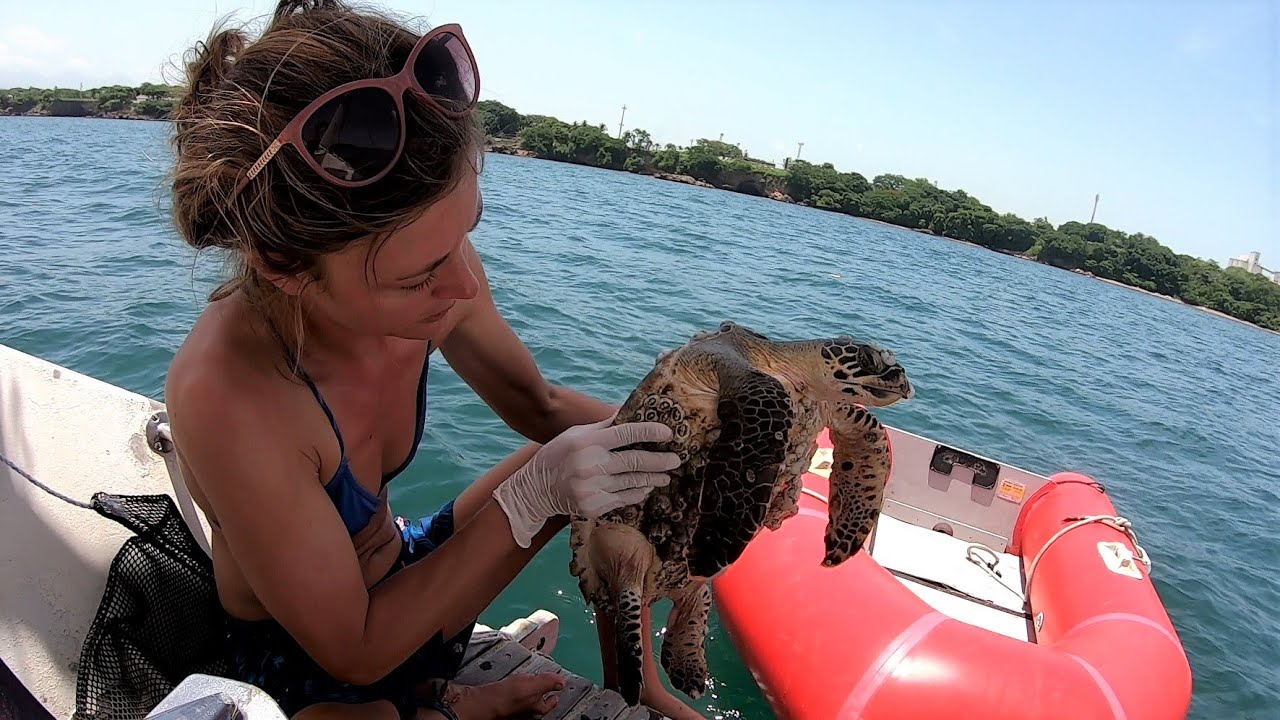 Sailing Turtle Hospital: Chuffed Adventures S02Ep25