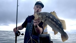 Good Grade Local Calico Bass Fishing