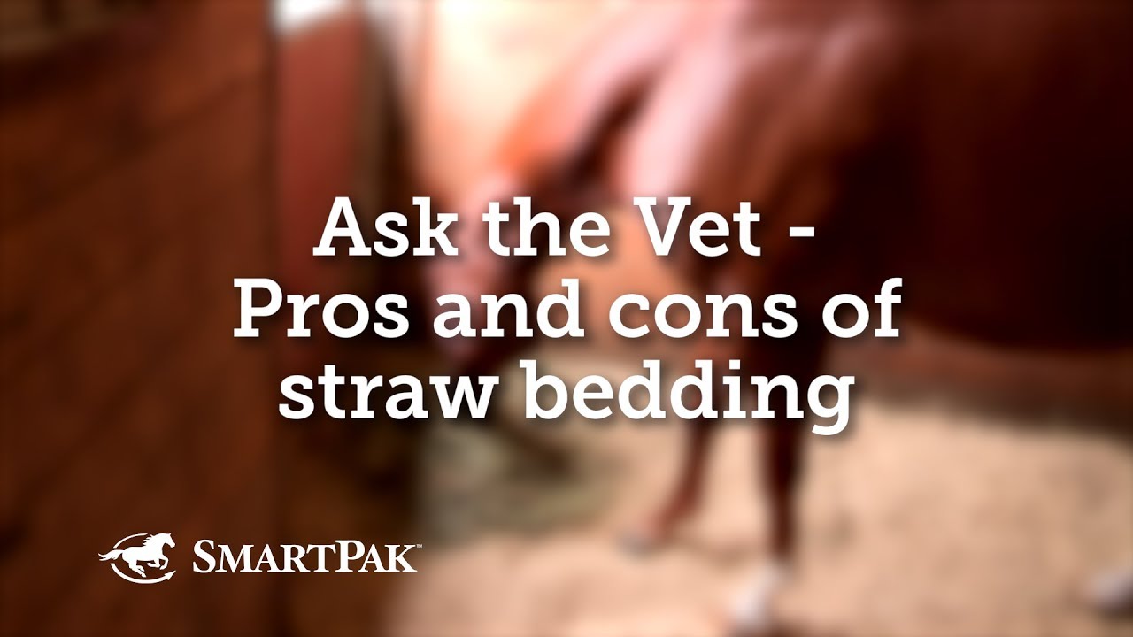 Ask the Vet Pros and cons of straw bedding YouTube