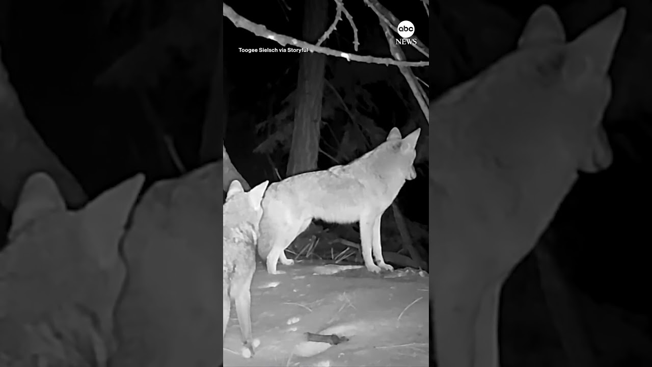 Coyotes put on impromptu concert