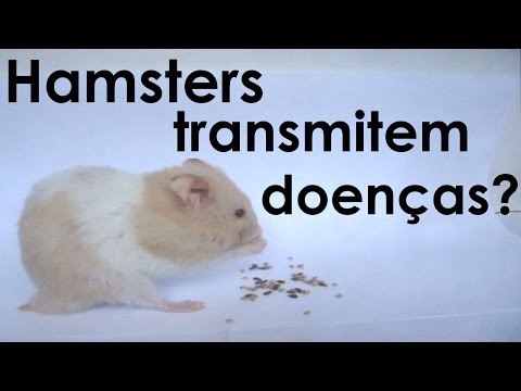 Vídeo: Que Doenças Os Hamsters Têm?