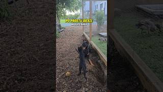 Dlaczego mały doberman jeszcze się nie ogarnął