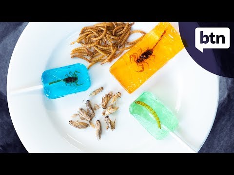 Eating Insects - Behind The News