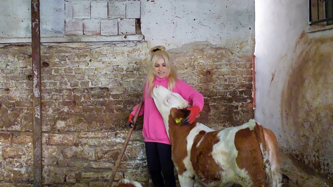 İNEKLERİ SATTIK AHIRA YENİ DÜZENLEME YAPTIK