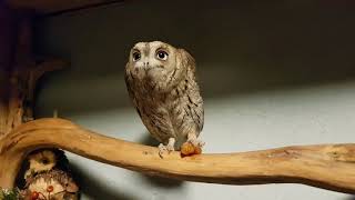 Yt the scops owl tries persimmon.