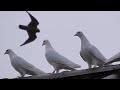 Сокол Сапсан+Голуби+Им повезло?  Falcon Peregrine+Pigeons