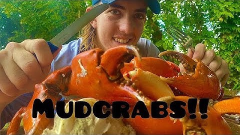 How To Clean, Prepare and Cook Mud Crabs!
