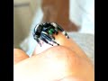 Mature male Phidippus regius