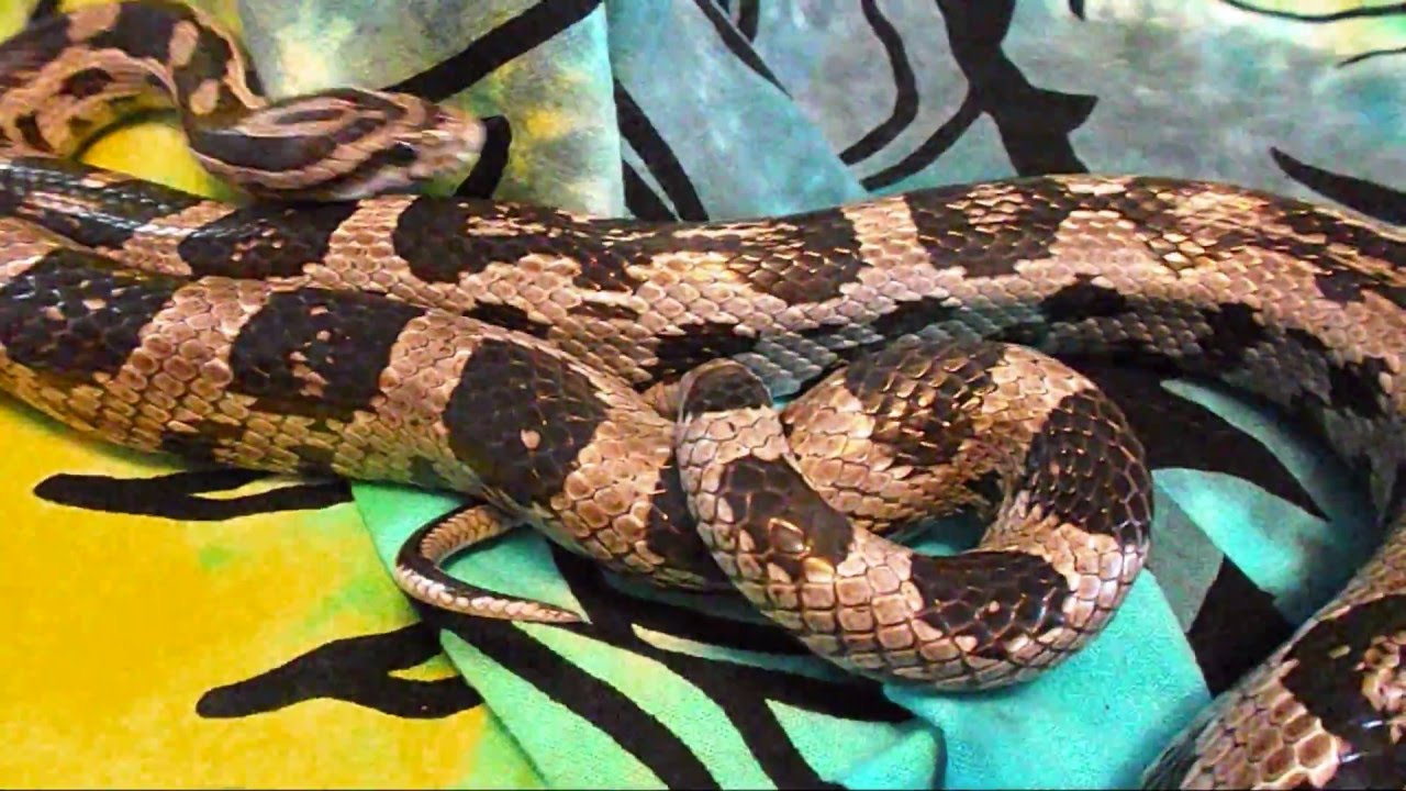 sweetwater Picture Perfect Series #5 - Zorro the Anery Corn Snake
