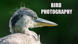 Bird Photography - Sony a7iv and Sony 200-600mm lens. Middleton Lakes.