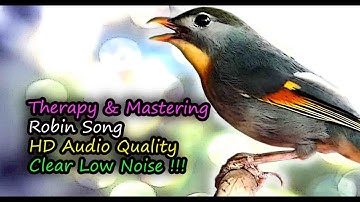 Silver-eared Mesia Song (Leiothrix argentauris) HD Audio for Therapy & Bird Mastering