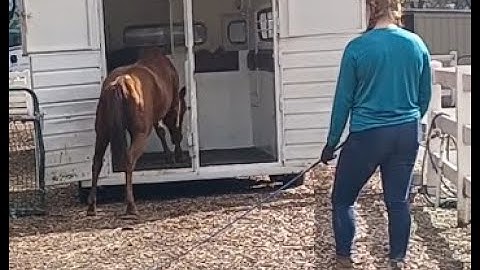 Trailer Loading The Untouched (Wild) Horse, Mike Hughes, Auburn California