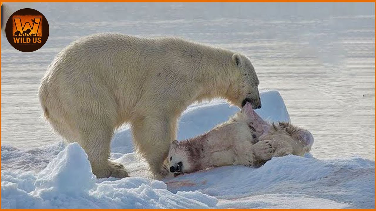 Most Unbelievable Polar Bear Attacks Caught on Camera | Animal Fighting