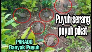 Parado banyak burung🐦 puyuh