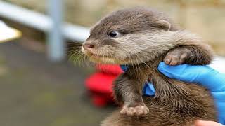 Otter Babies Handaufzucht