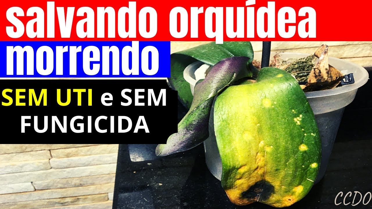 COMO SALVAR Orquídeas Doentes, com Folhas Murchas, com FUNGOS, Quase sem Raízes e Morrendo.