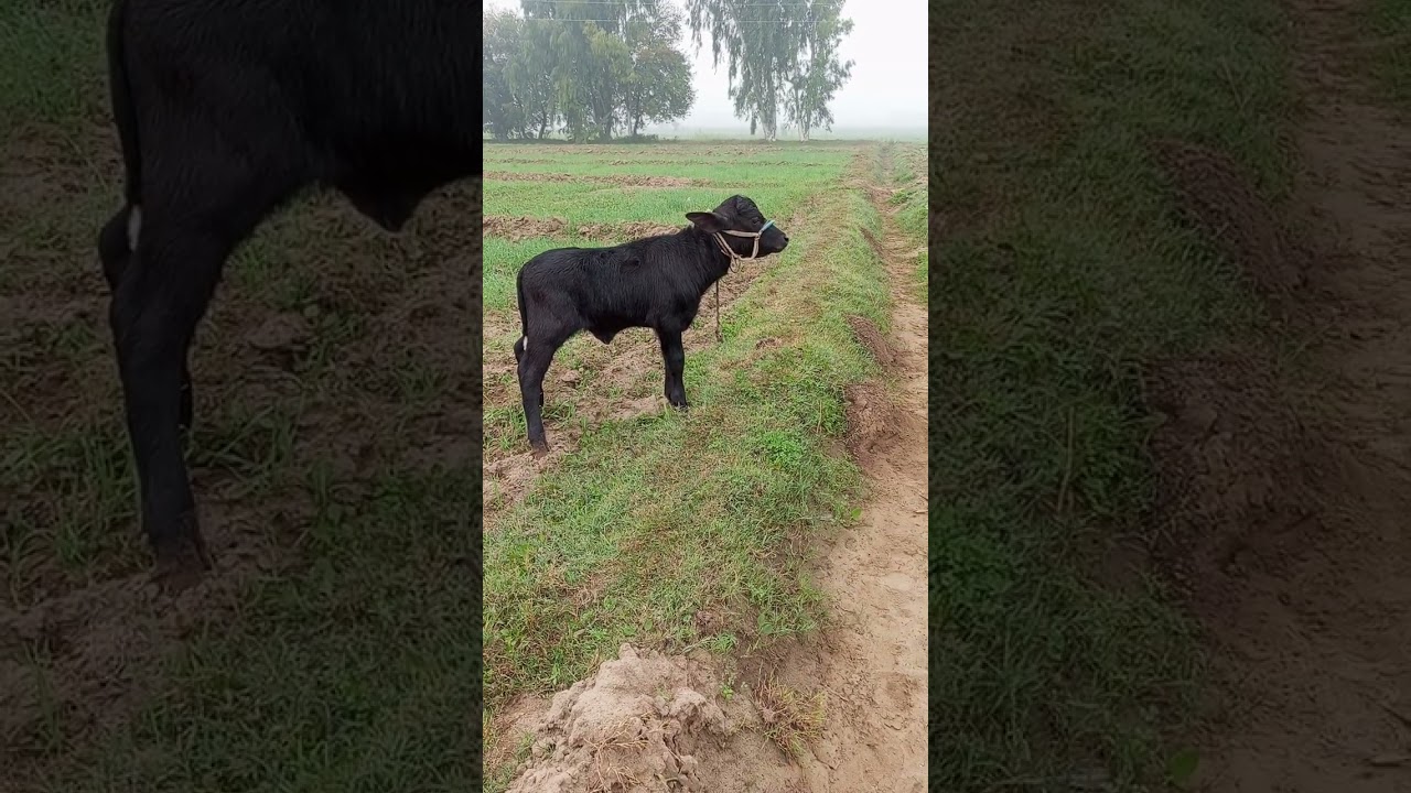 Kaloo Ki Masti Bhry Atichute 