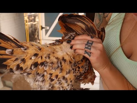 Video: Hoće li kokoši koristiti kutije za gniježđenje?