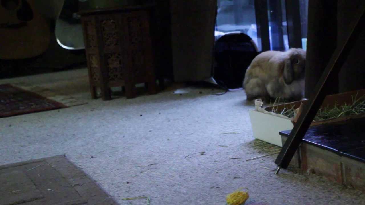 bunny flips out YouTube