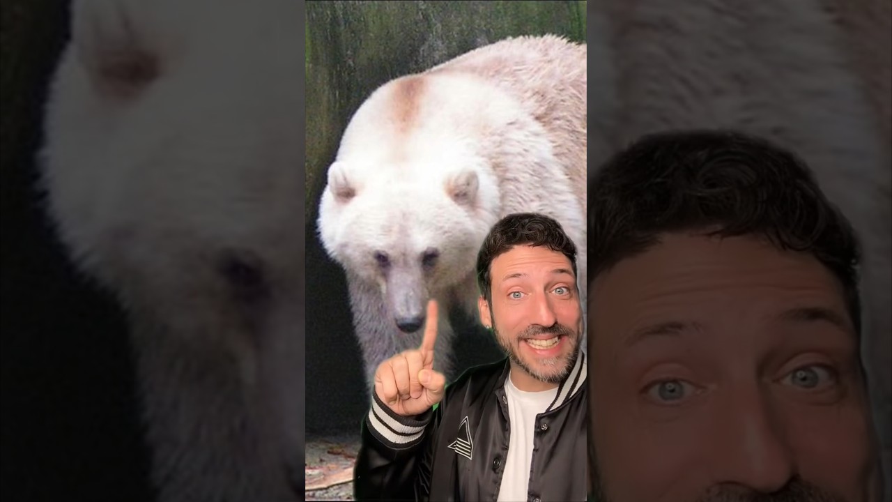 Познакомьтесь с медведем Пиззли 👀 #животные