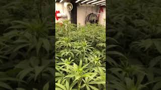 Gavita 1700e LED. Week 2 Floraflex Nutrients. Grow Show Joe