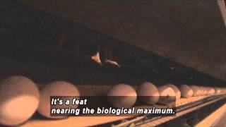 White Leghorn: Super Egg Layer (Accessible Preview) Profile