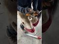Shoeing My Horse with Farrier Films #horses #horsebackriding #shorts