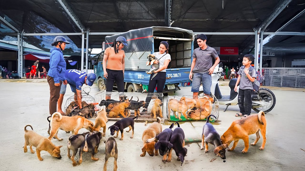 Helping Rescue Dogs Find Their Forever Homes in the Countryside, Transported by Truck  Farm Farm TV