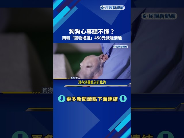 狗狗心事聽不懂? 南韓寵物塔羅450元就能溝通－民視新聞