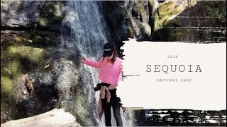 SEQUOIA NATIONAL PARK - A MUST SEE