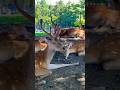 #NaraPark#deer#🇯🇵🎌#youtubeshorts