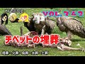 VOL,343 チベットの埋葬塔!葬、火葬、天葬、水葬、土葬