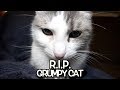 Talking Kitty Cat 67.2: - R. I. P.  Grumpy Cat - We'll never forget you.