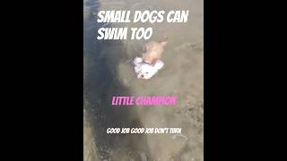 Tiny 5lb Poodle Swims in Ocean | Adorable Toy Poodle Ocean Adventure