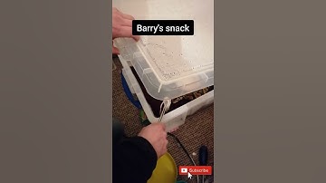 Ball Python Feeding #shorts #python #feeding #snake