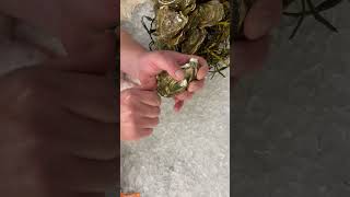 How To Open An Oyster! #fish #oysters #seafood