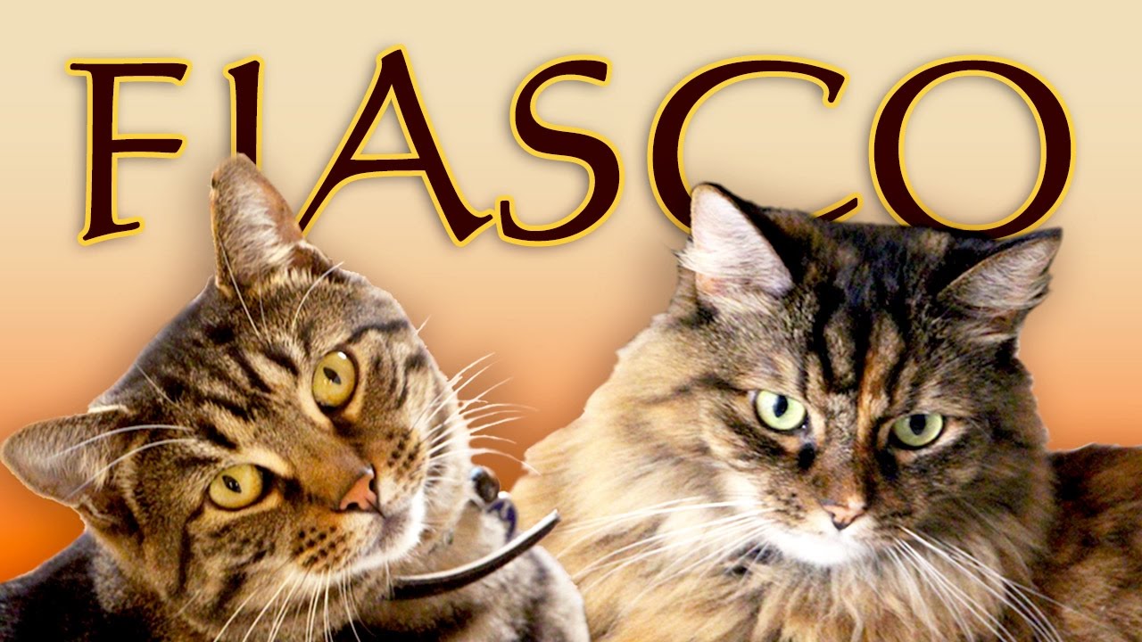 Cat Channel With Funny, Cute, Playful Videos Fiasco Cats YouTube