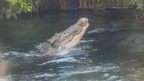 Toledo Zoo Saltwater Crocodile feed 2017