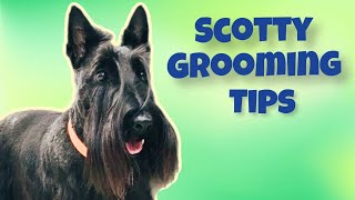 Scottish Terrier Dog Grooming Tips.