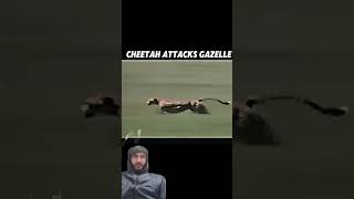 Cheetah Fails To Hunt...Speed 120 Km #wildlife  #animals #cheetah #gazelle #viralvideo #shorts