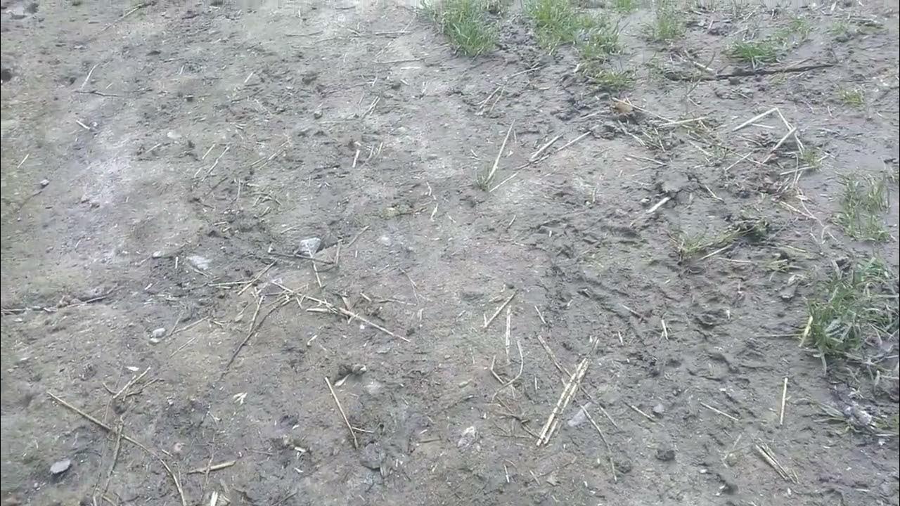 кролики на вільному вигулі! Кролі бігають разом з курами! - YouTube