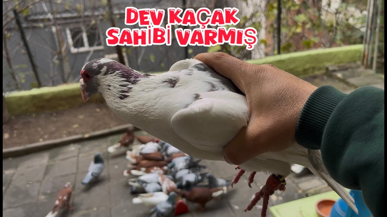 YAKALADIM DEV KAÇAK SAHİBİ ÇIKTI ( VERDİM Mİ ? )