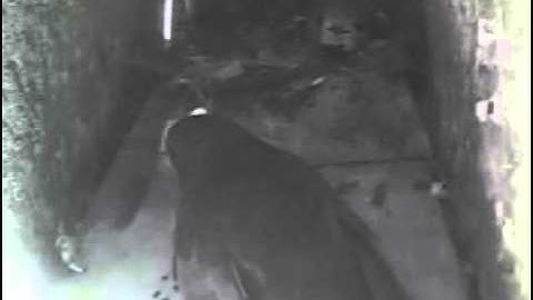 swifts 2015 - a banger enters a breeders nest box