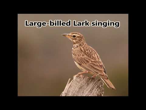 Large-billed Lark singing near Kleinpoort in the southern Karoo 