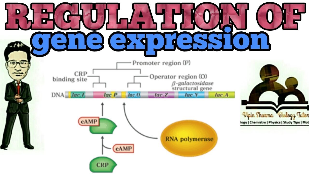 Regulation of gene expression in eukaryotes and prokaryotes for NEET ...