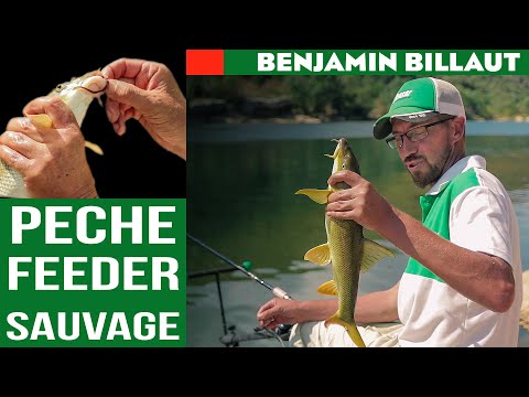 Pêche au Feeder