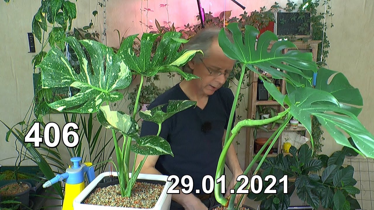 Monstera Thai Constellation Auspacken und in mineralisches Substrat pflanzen mit Lechuza Topf Selbst