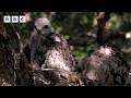 🔴 LIVE wildlife cameras 🌿 11 June 🐦 BBC Springwatch 2026